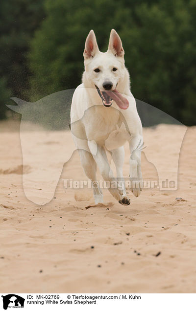 rennender Weier Schweizer Schferhund / running White Swiss Shepherd / MK-02769