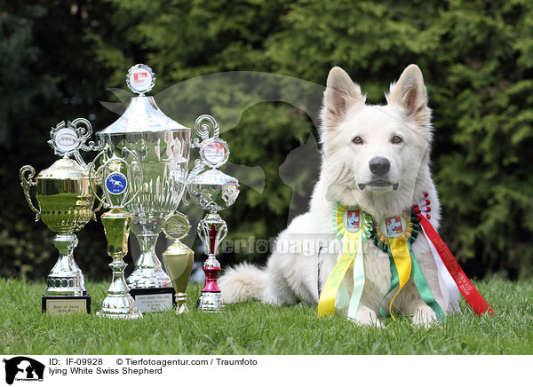 liegender Weier Schweizer Schferhund / lying White Swiss Shepherd / IF-09928