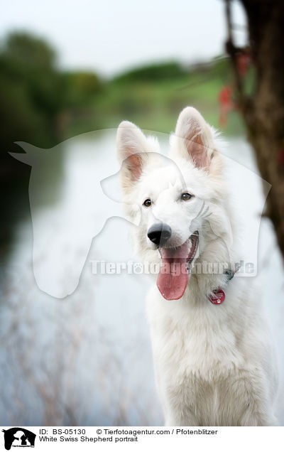 Weier Schweizer Schferhund Portrait / White Swiss Shepherd portrait / BS-05130