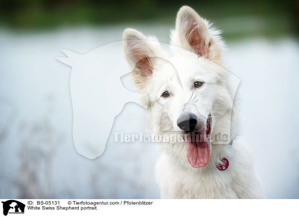 Weier Schweizer Schferhund Portrait / White Swiss Shepherd portrait / BS-05131