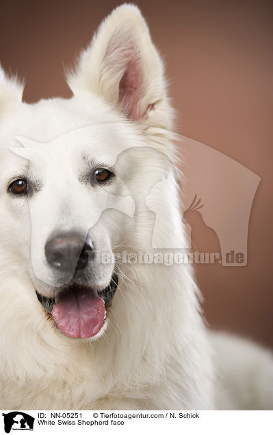 Weier Schweizer Schferhund Gesicht / White Swiss Shepherd face / NN-05251