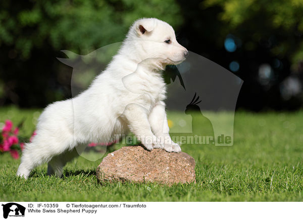Weier Schweizer Schferhund Welpe / White Swiss Shepherd Puppy / IF-10359