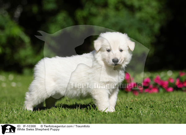 Weier Schweizer Schferhund Welpe / White Swiss Shepherd Puppy / IF-10366