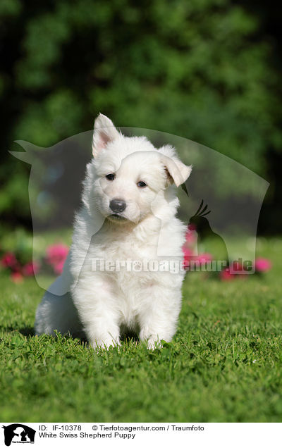 White Swiss Shepherd Puppy / IF-10378