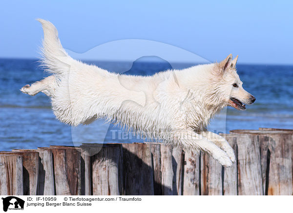 jumping Berger Blanc Suisse / IF-10959