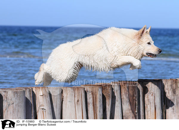springender Weier Schweizer Schferhund / jumping Berger Blanc Suisse / IF-10960