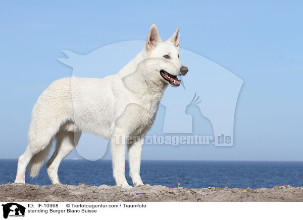 standing Berger Blanc Suisse / IF-10968