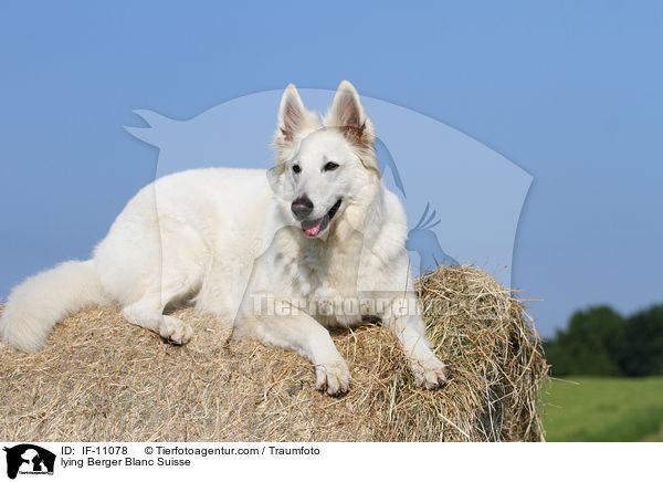 liegender Wei�er Schweizer Sch�ferhund / lying Berger Blanc Suisse / IF-11078