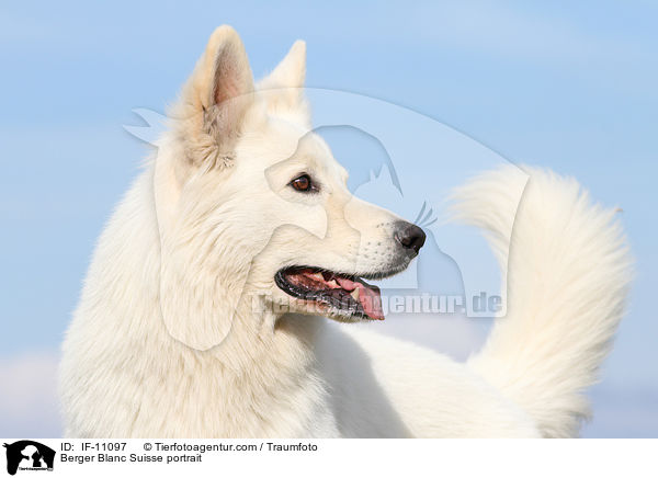 Berger Blanc Suisse portrait / IF-11097