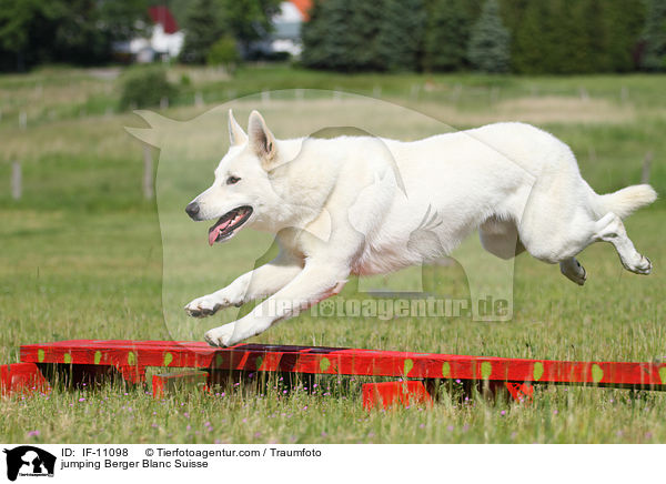 springender Weier Schweizer Schferhund / jumping Berger Blanc Suisse / IF-11098