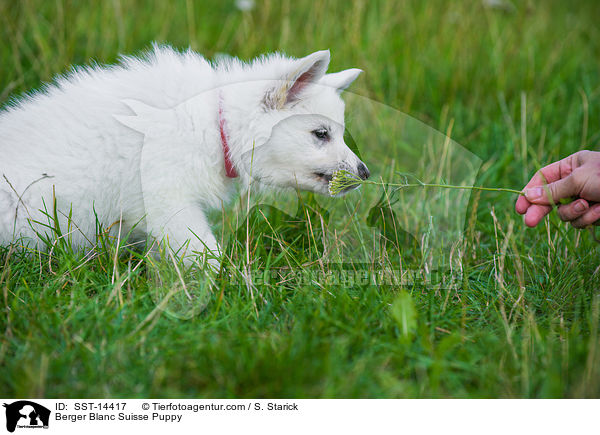 Wei�er Schweizer Sch�ferhund Welpe / Berger Blanc Suisse Puppy / SST-14417