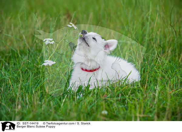 Weier Schweizer Schferhund Welpe / Berger Blanc Suisse Puppy / SST-14419
