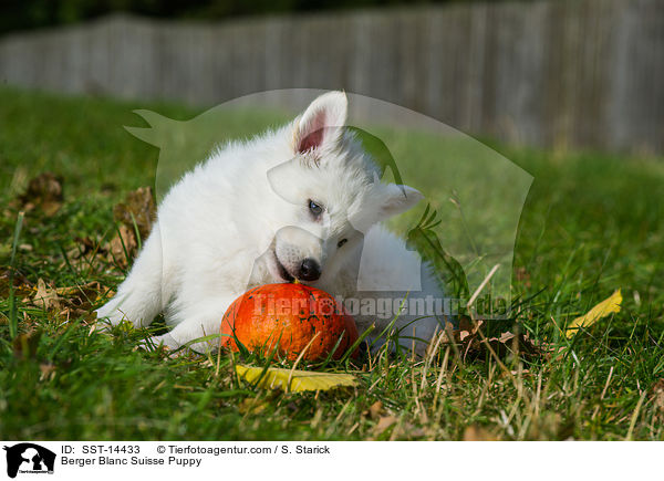 Weier Schweizer Schferhund Welpe / Berger Blanc Suisse Puppy / SST-14433