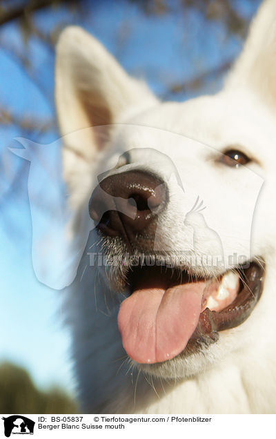 Weier Schweizer Schferhund Maul / Berger Blanc Suisse mouth / BS-05837
