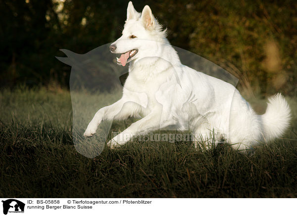 rennender Weier Schweizer Schferhund / running Berger Blanc Suisse / BS-05858