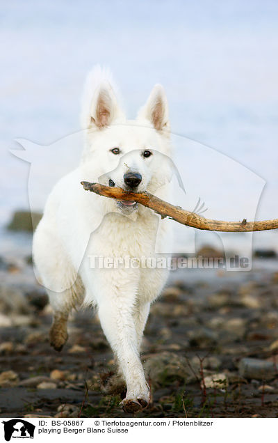 spielender Weier Schweizer Schferhund / playing Berger Blanc Suisse / BS-05867