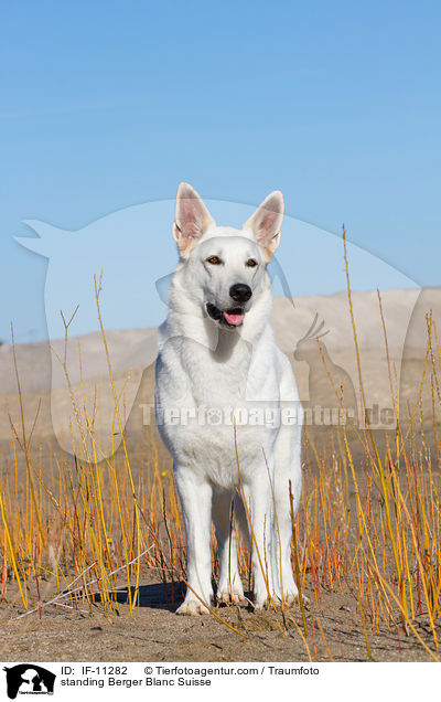 stehender Weier Schweizer Schferhund / standing Berger Blanc Suisse / IF-11282