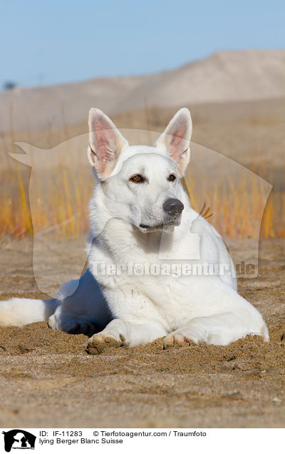 liegender Weier Schweizer Schferhund / lying Berger Blanc Suisse / IF-11283