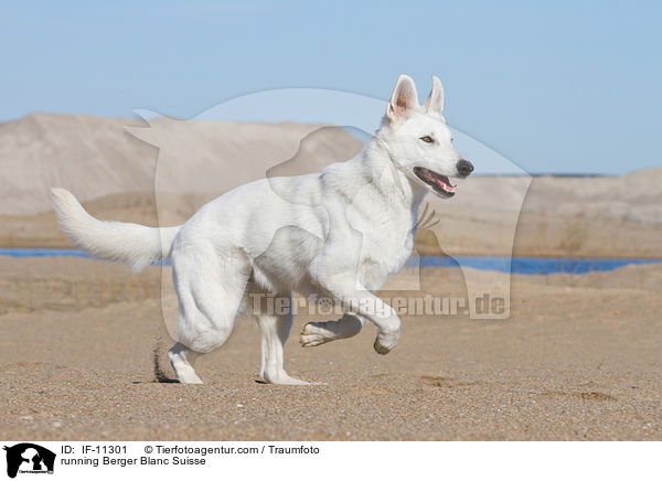 rennender Weier Schweizer Schferhund / running Berger Blanc Suisse / IF-11301