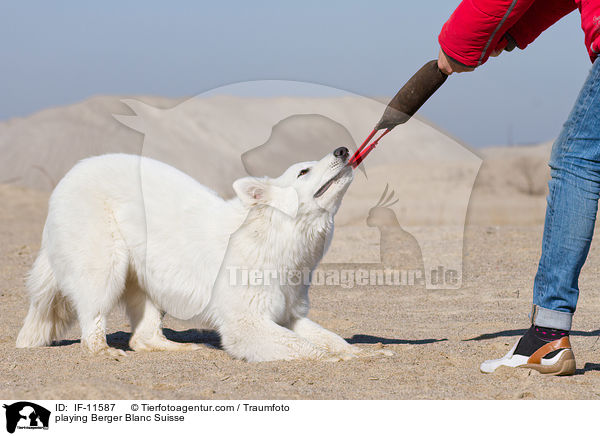 spielender Weier Schweizer Schferhund / playing Berger Blanc Suisse / IF-11587