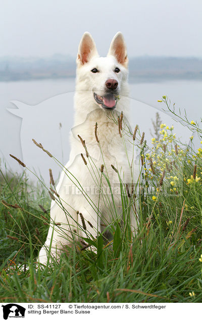 sitzender Weier Schweizer Schferhund / sitting Berger Blanc Suisse / SS-41127