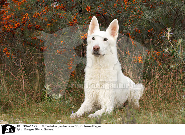 liegender Weier Schweizer Schferhund / lying Berger Blanc Suisse / SS-41129