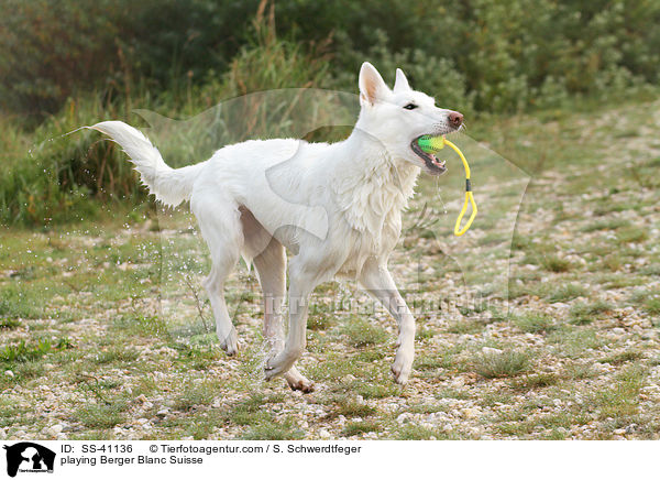 spielender Weier Schweizer Schferhund / playing Berger Blanc Suisse / SS-41136