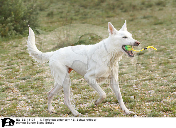 spielender Weier Schweizer Schferhund / playing Berger Blanc Suisse / SS-41137