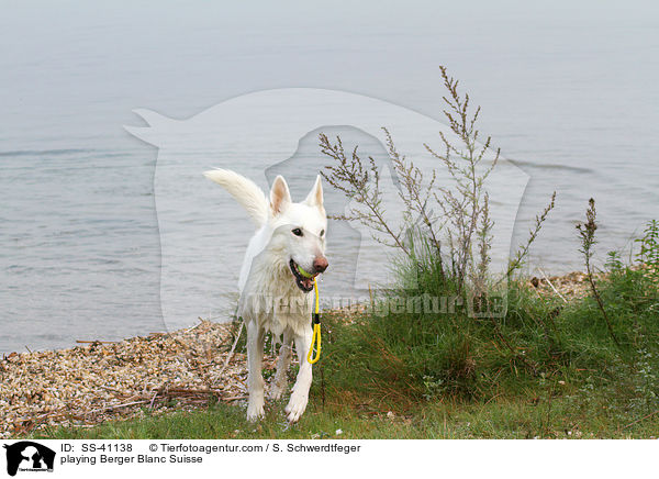 spielender Weier Schweizer Schferhund / playing Berger Blanc Suisse / SS-41138