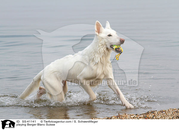 spielender Weier Schweizer Schferhund / playing Berger Blanc Suisse / SS-41141