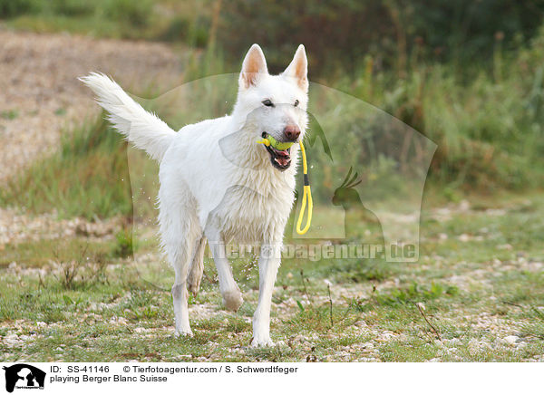 playing Berger Blanc Suisse / SS-41146