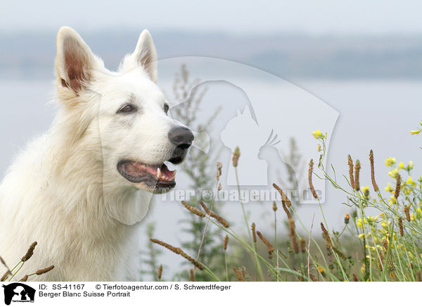 Weier Schweizer Schferhund Portrait / Berger Blanc Suisse Portrait / SS-41167