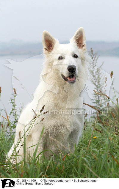 sitzender Weier Schweizer Schferhund / sitting Berger Blanc Suisse / SS-41169