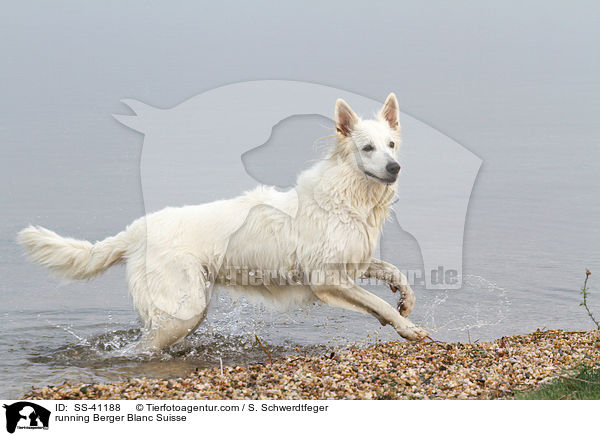 rennender Weier Schweizer Schferhund / running Berger Blanc Suisse / SS-41188