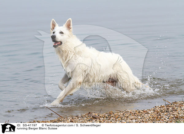 rennender Weier Schweizer Schferhund / running Berger Blanc Suisse / SS-41197