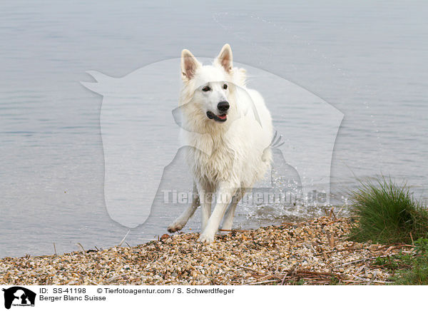Weier Schweizer Schferhund / Berger Blanc Suisse / SS-41198