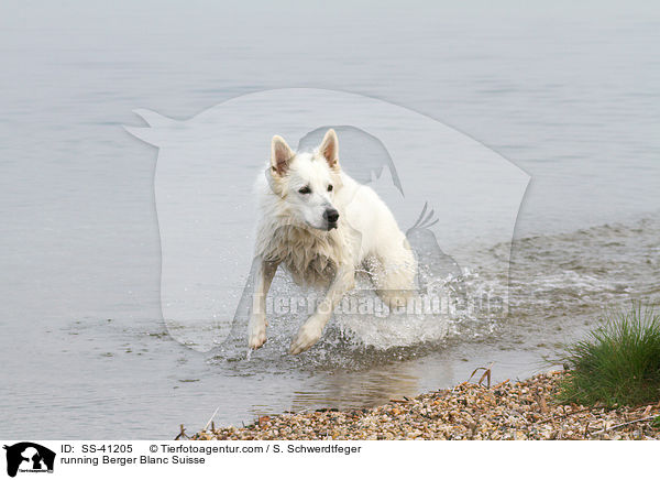 rennender Weier Schweizer Schferhund / running Berger Blanc Suisse / SS-41205