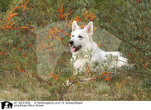 liegender Weier Schweizer Schferhund / lying Berger Blanc Suisse / SS-41208
