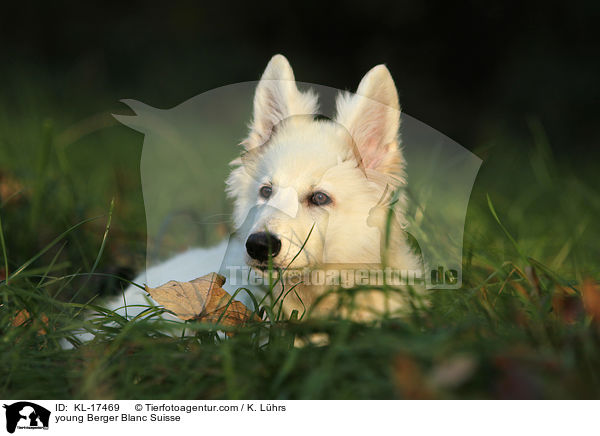junger Weier Schweizer Schferhund / young Berger Blanc Suisse / KL-17469