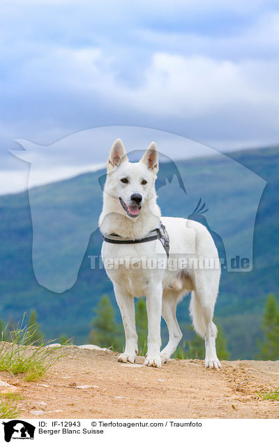 Weier Schweizer Schferhund / Berger Blanc Suisse / IF-12943