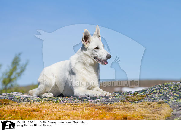 liegender Weier Schweizer Schferhund / lying Berger Blanc Suisse / IF-12961