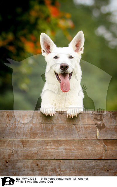 Wei�er Schweizer Sch�ferhund / White Swiss Shepherd Dog / MW-03338