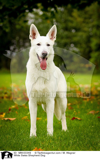 Weier Schweizer Schferhund / White Swiss Shepherd Dog / MW-03349