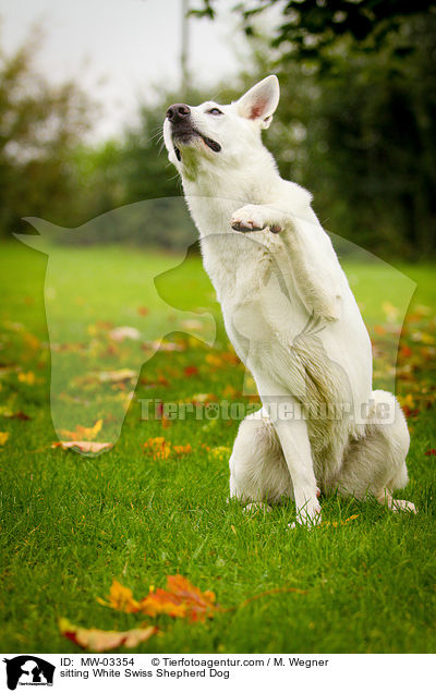 sitzender Weier Schweizer Schferhund / sitting White Swiss Shepherd Dog / MW-03354