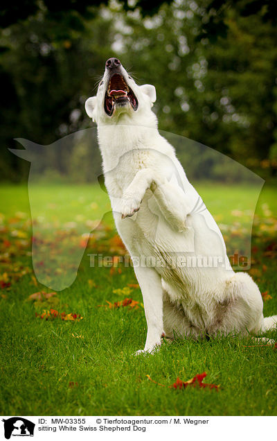 sitzender Weier Schweizer Schferhund / sitting White Swiss Shepherd Dog / MW-03355