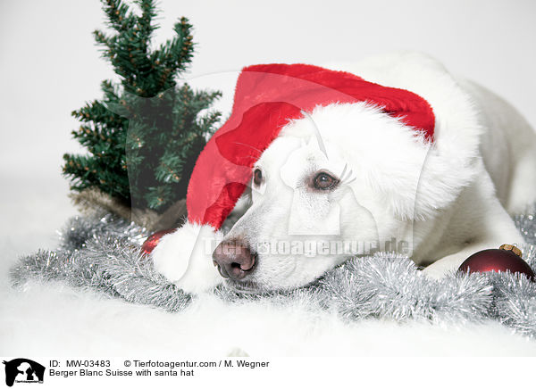 Weier Schweizer Schferhund mit Weihnachtsmtze / Berger Blanc Suisse with santa hat / MW-03483