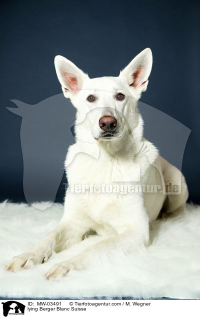 liegender Weier Schweizer Schferhund / lying Berger Blanc Suisse / MW-03491