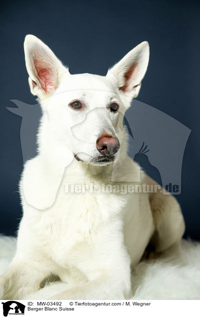 Weier Schweizer Schferhund / Berger Blanc Suisse / MW-03492