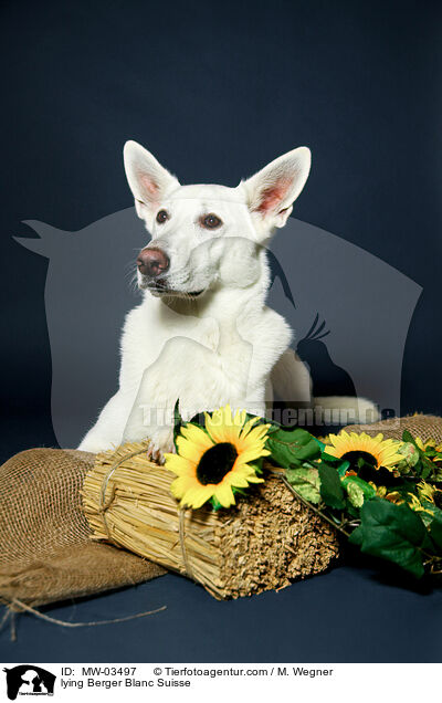 liegender Weier Schweizer Schferhund / lying Berger Blanc Suisse / MW-03497