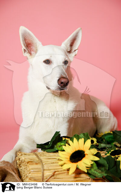 liegender Weier Schweizer Schferhund / lying Berger Blanc Suisse / MW-03498